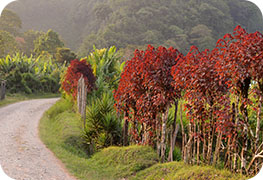 honduras-visa-image