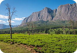 malawi-visa.images